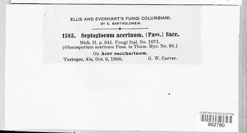 Septogloeum acerinum image